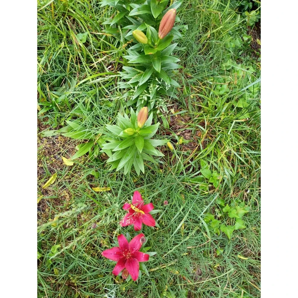 Asiatic lilies Mixed Bulbs‎ Pack Of 3 Freshly Dug Reds, Orange, Burgundy, And...
